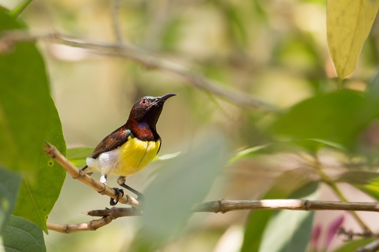 Honingvogel, omgeving Alleppey, backwaters, Kerala, India